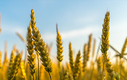 高粱、大麦、小麦等原粮及原料检测
