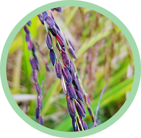 紫金米