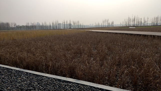 Haian Shanghu artificial wetland (daily processing capacity: 12,000 tons)