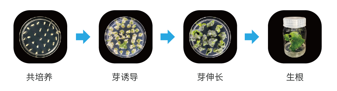 黄瓜幼胚转化流程图