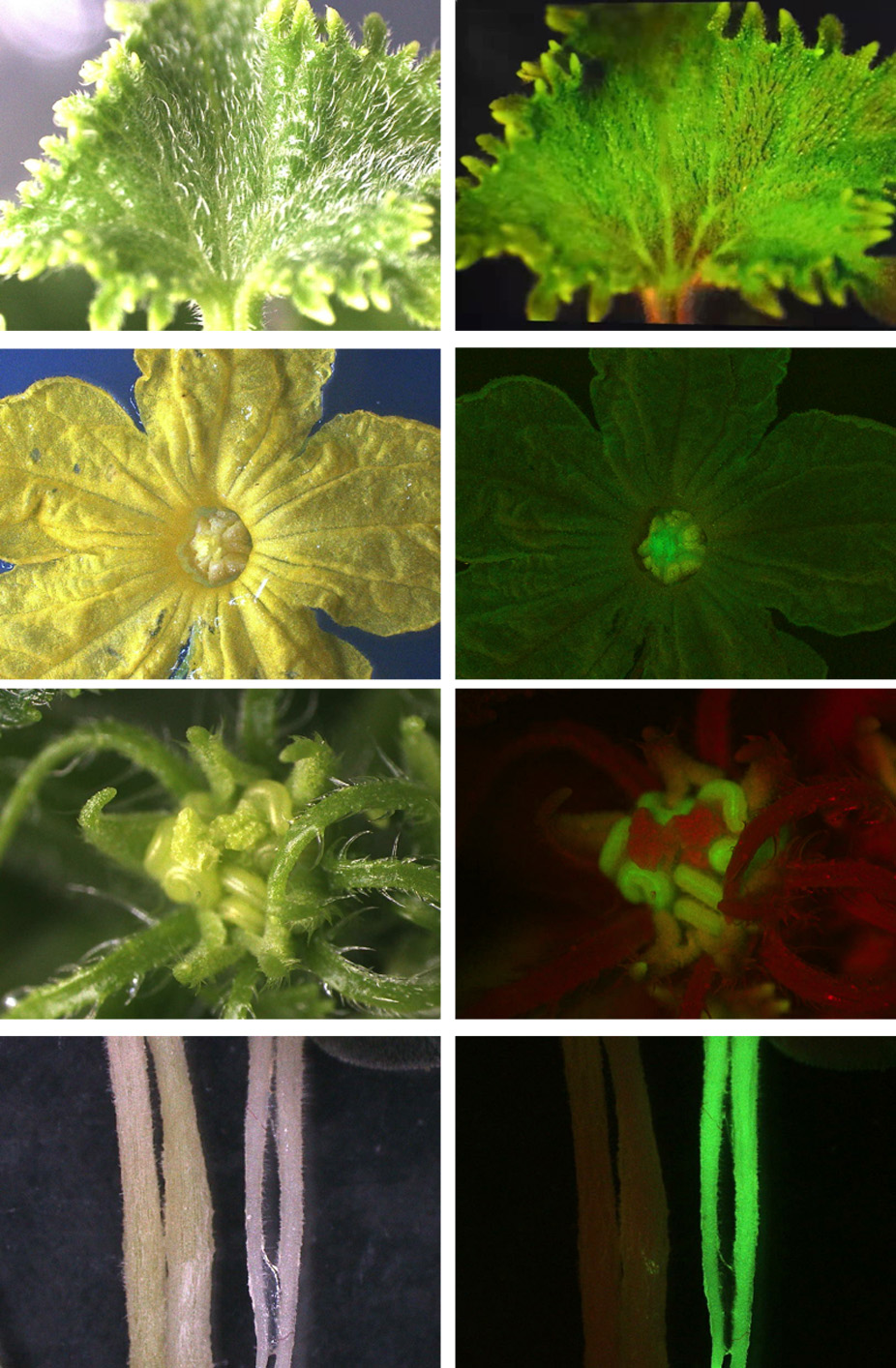 4.黄瓜不同阶段荧光对比图