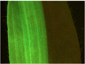 玉米不同阶段荧光对比图