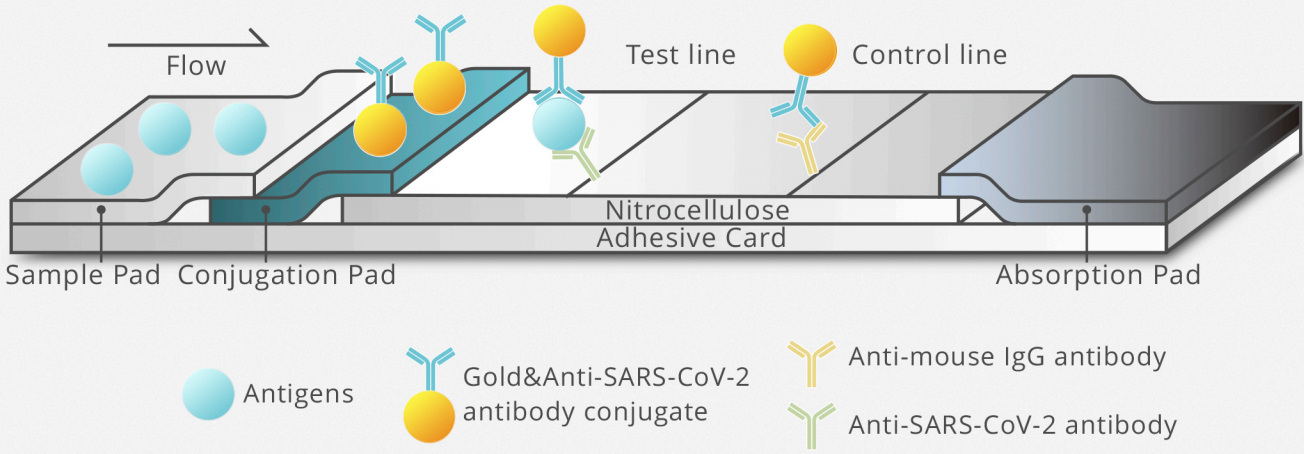 SARS-CoV-2 Antigen Test Kit(LFIA)