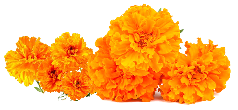 Marigold Oleoresin