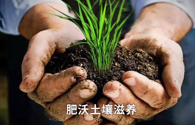江苏金麦穗生态农业科技有限公司