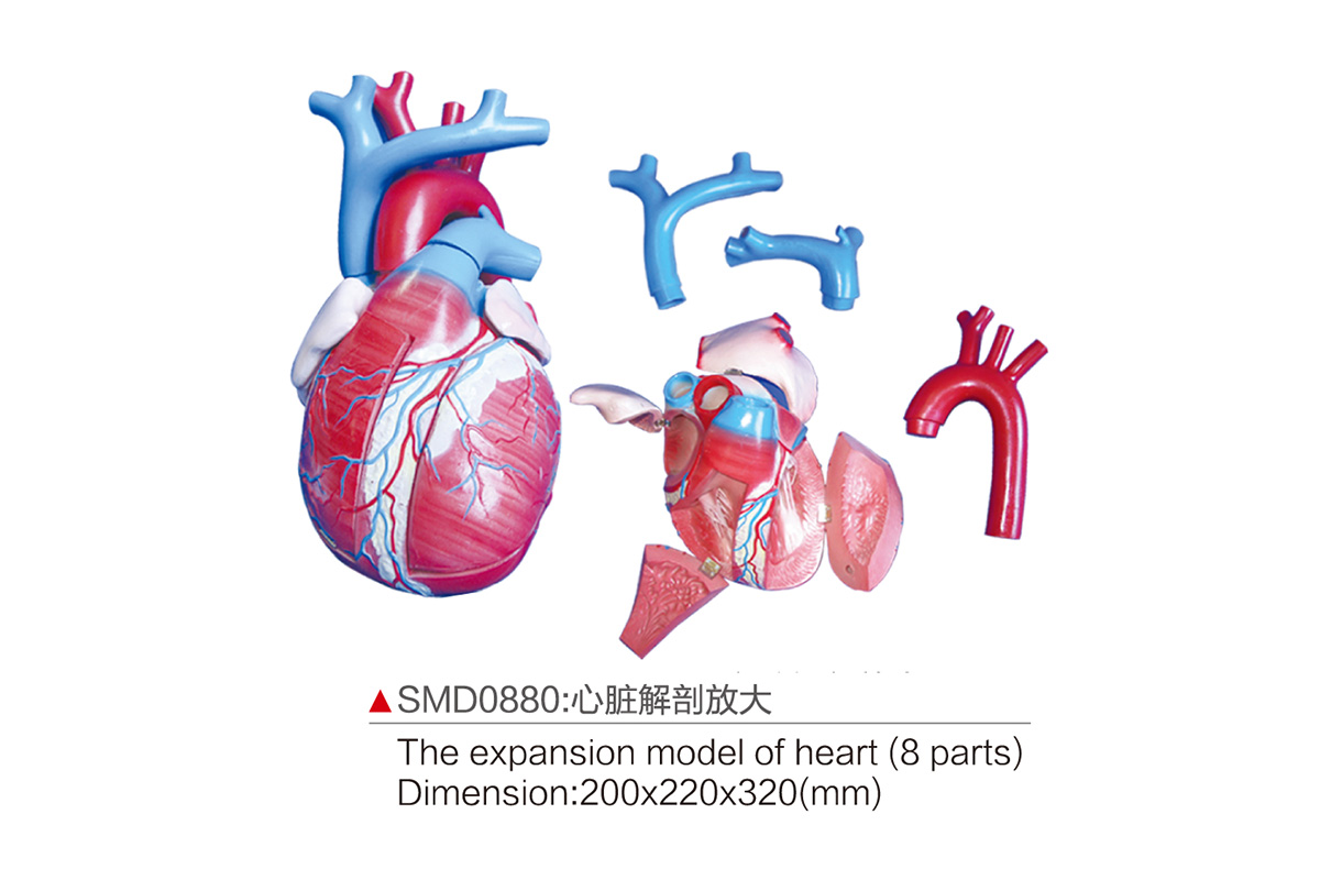 SMD0880：心脏解剖放大