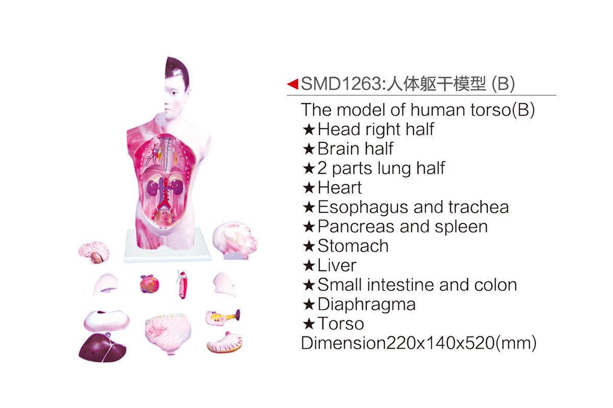 SMD1263：人体躯干模型（B）