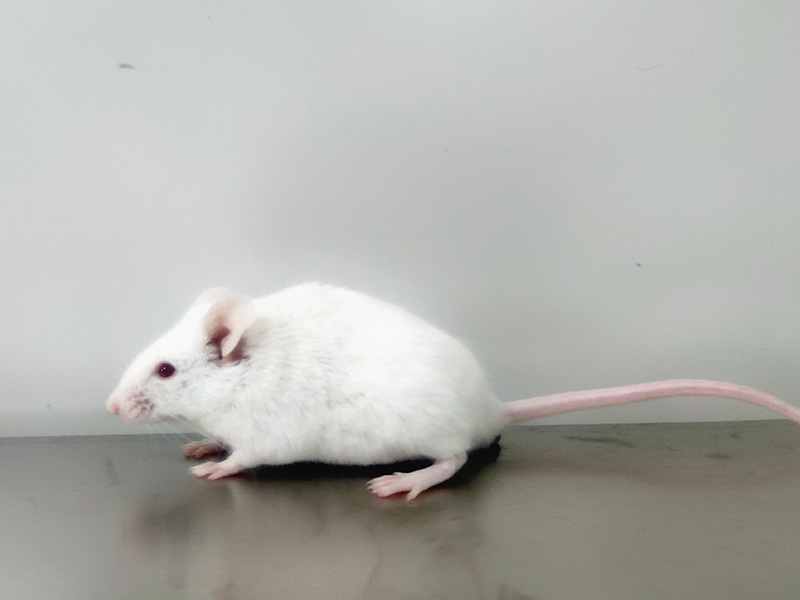 ICR Mice（ICR小鼠）