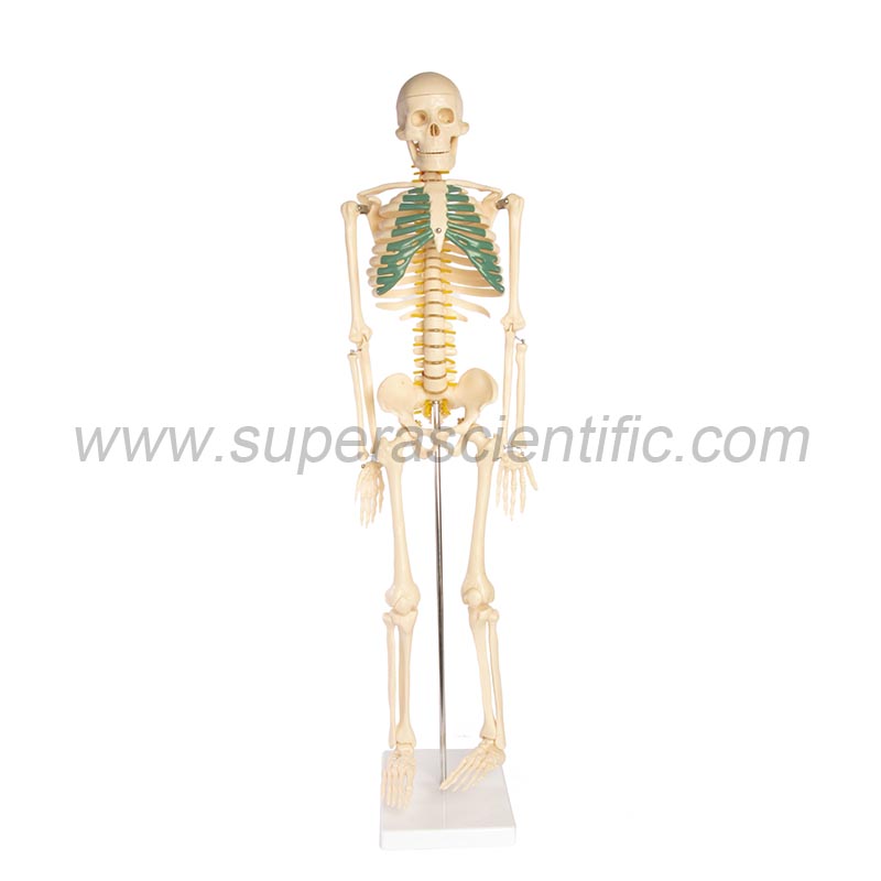 SA-102A 85cm Skeleton with Spinal Nerves