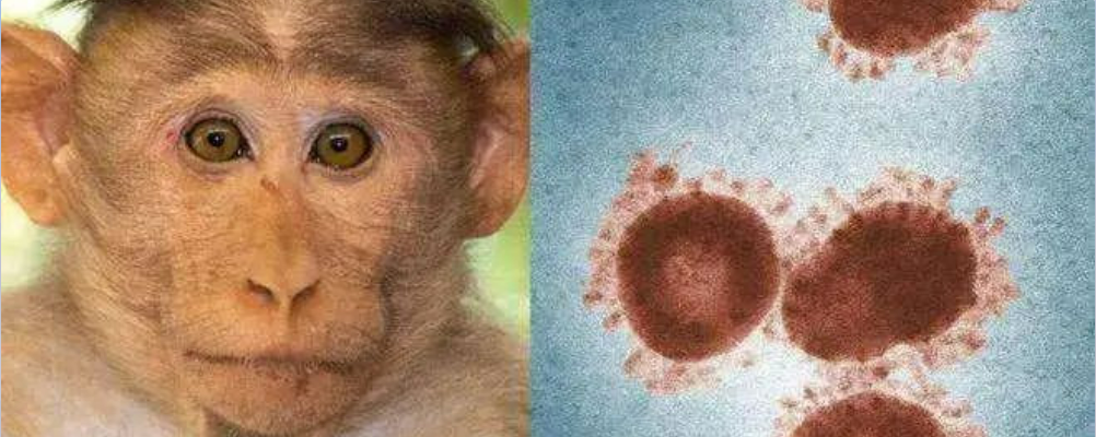 新品推荐 | 艾伟迪生物重磅推出猴痘病毒抗原检测试剂大板！