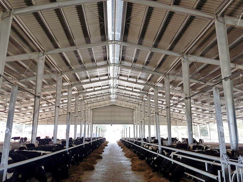 Papua New Guinea Dairy Farm