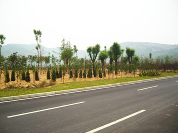 济南旅游路绿化项目