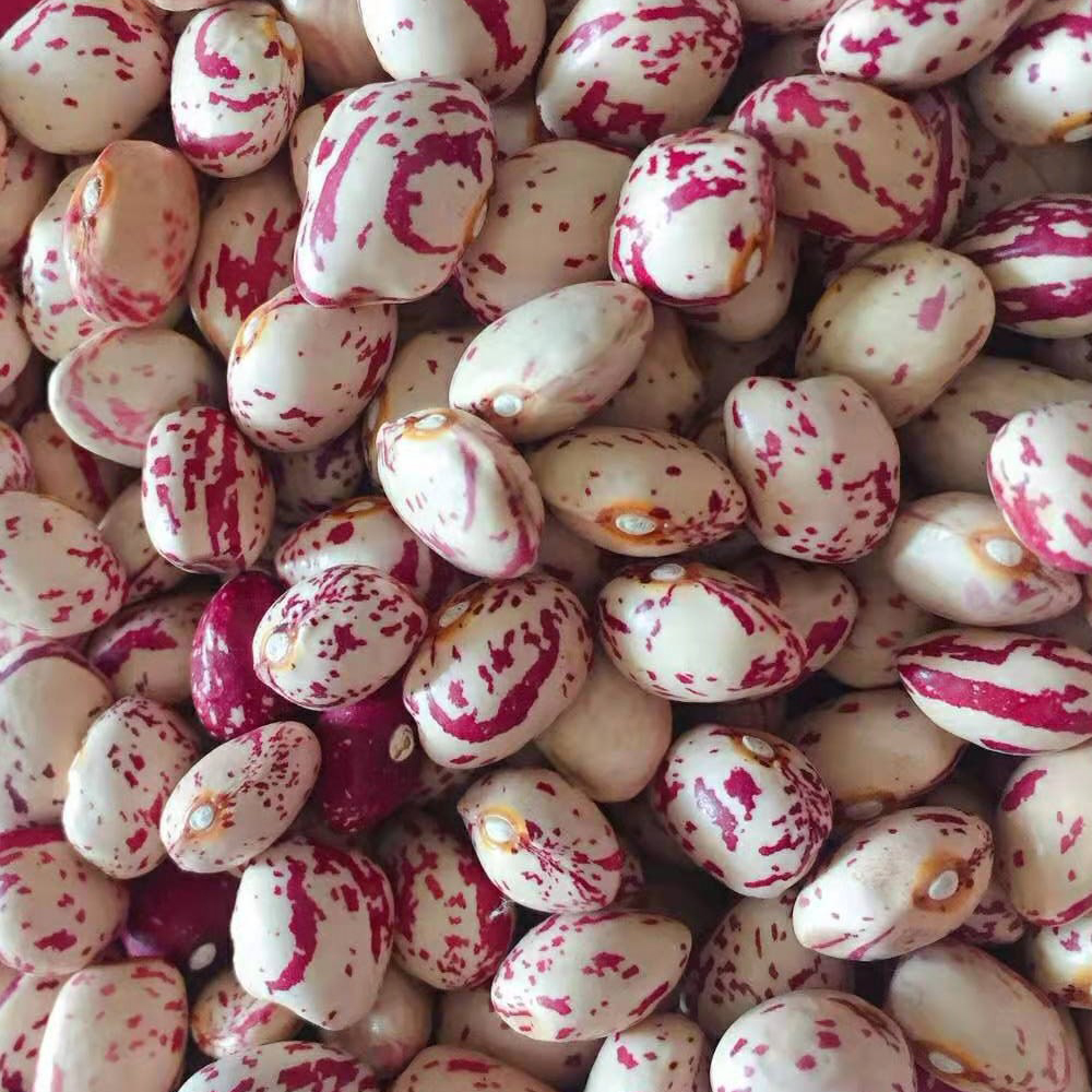 Light Speckled Kidney Bean, Xinjiang Type