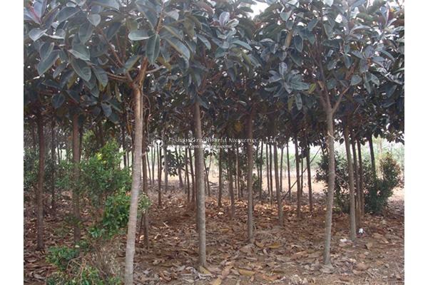 Ficus Elastica Rubra