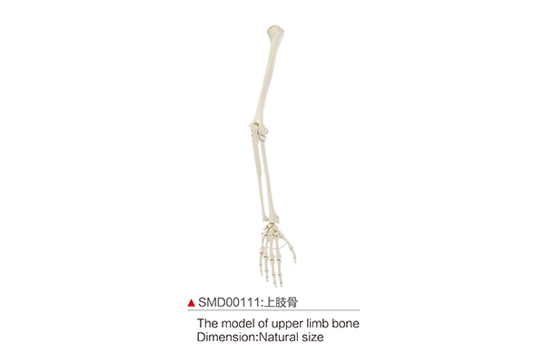 SMD00111  上肢骨