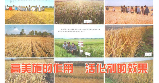 公司第一个水稻、大豆新品种专家田间鉴评会成功召开。 