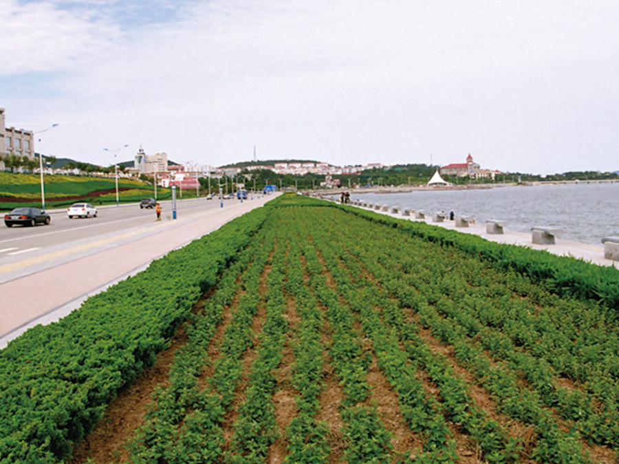 沿海绿化工程