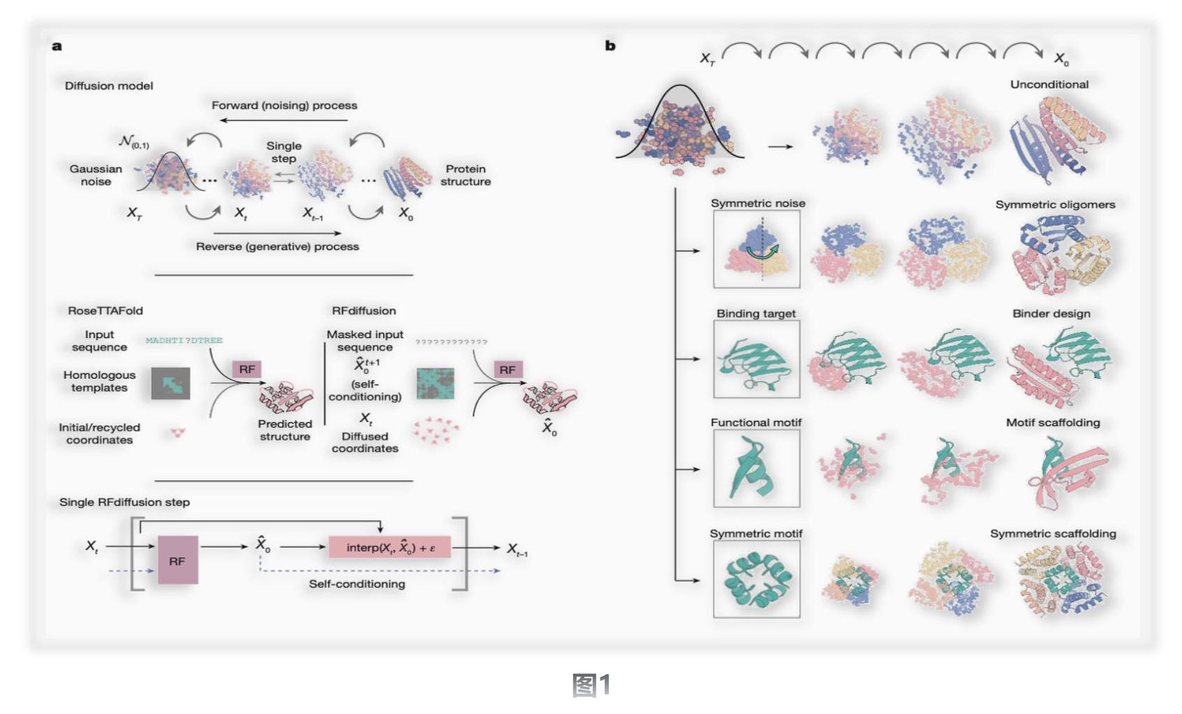 锐谈 | nature：利用RF diffusion模型从头设计蛋白质的结构和功能