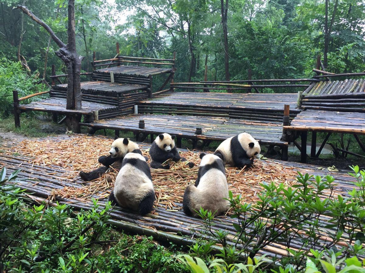 The Chengdu Research Base of Giant Panda Breeding