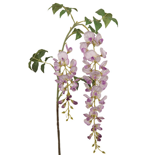 LG wistaria manufacturers take you to understand the Transplanting  of the Wisteria 