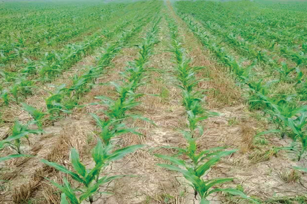 麦茬地玉米免耕播种出苗