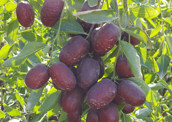 红枣--收获的季节
