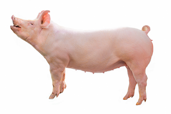 New American line Yorkshire sow