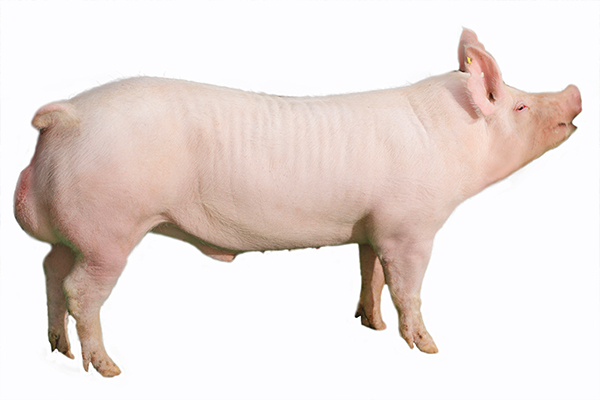 New American Department of Yorkshire Boar