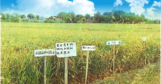  公司两个大品种9315水稻和92255大豆全面开发 