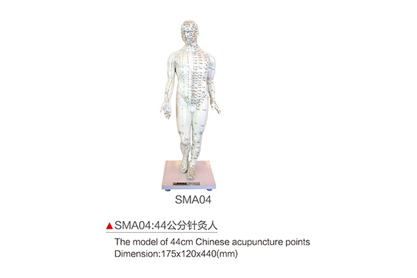 SMA04 The model of 44cm Chinese acupuncture points