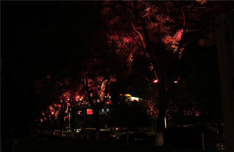锦业路染树灯装饰照明工程