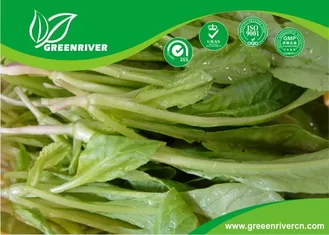 organnic Radish sprouts seeds with ISO9001-2000 approvals , Green Black Yellow