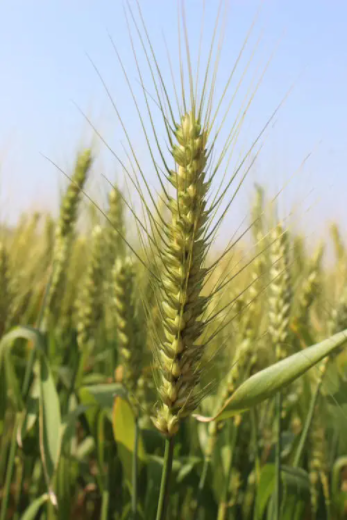 小麦一生的三大生育阶段