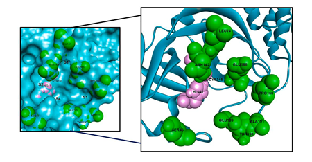 【Discovery Studio应用实例】2-苯氧乙酰胺衍生物作为SARS-CoV-2主要蛋白酶抑制剂:计算机研究