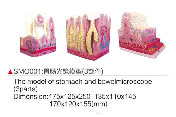 SMO001 The model of stomach and bowelmicroscope (3parts)