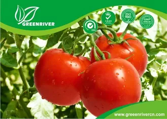 Bright red Hybrid tomato seeds with cracking resistance , ISO9001-2008
