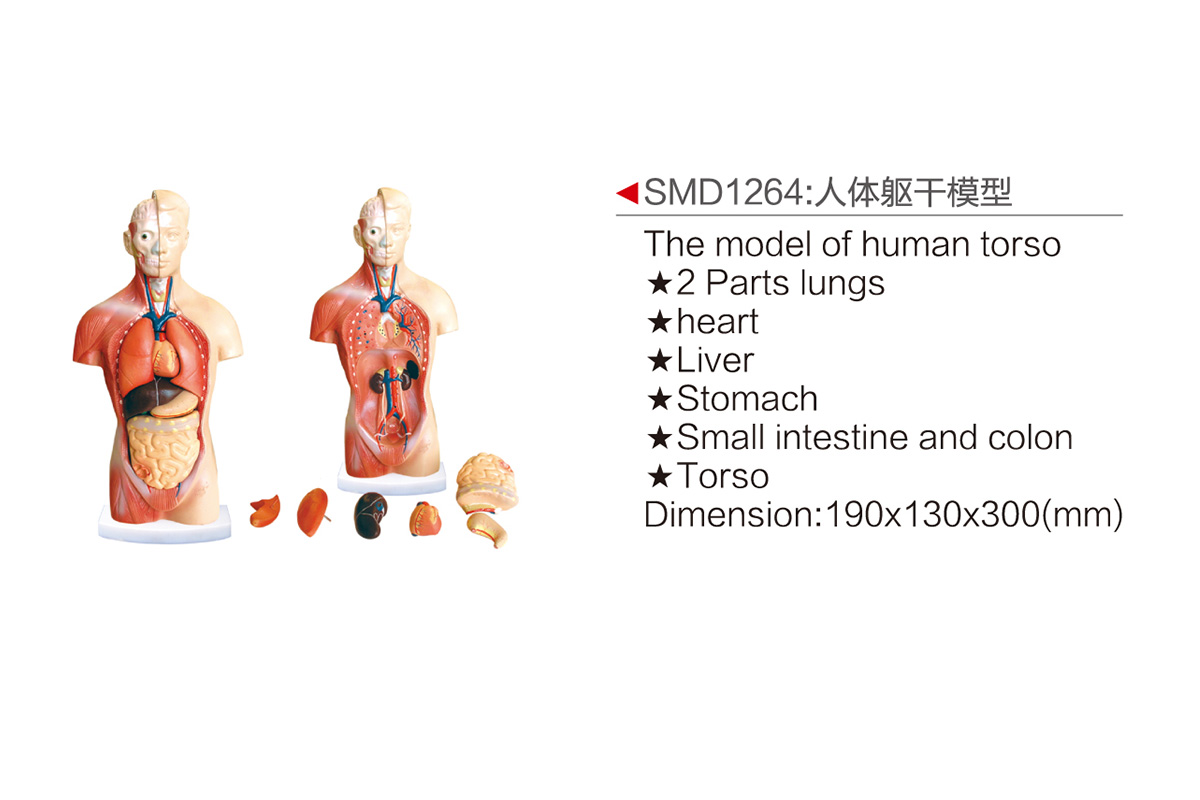 SMD1264：人体躯干模型 
