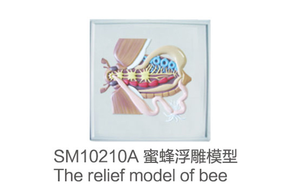SM10210A The relief model of bee