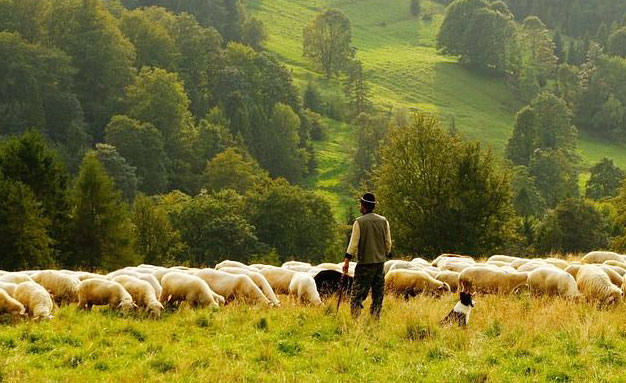  關于養羊的一些誤區，你注意到了嗎！