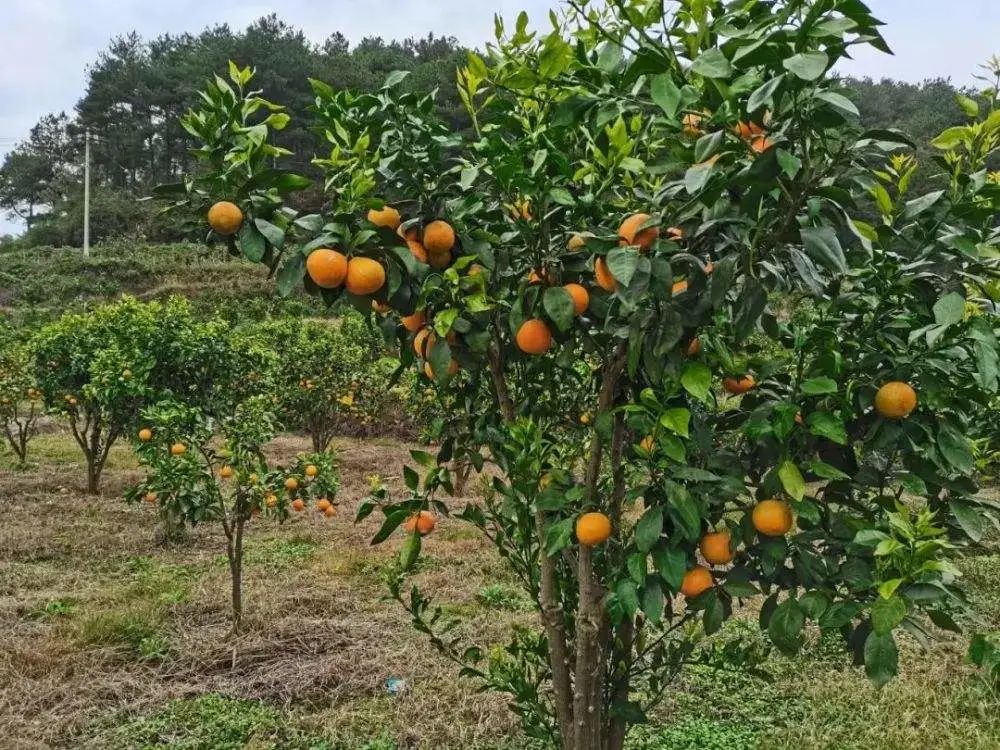 柑橘采果肥要重视，直接关系到来年产量