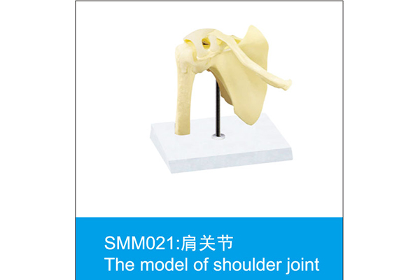 SMM021：肩关节