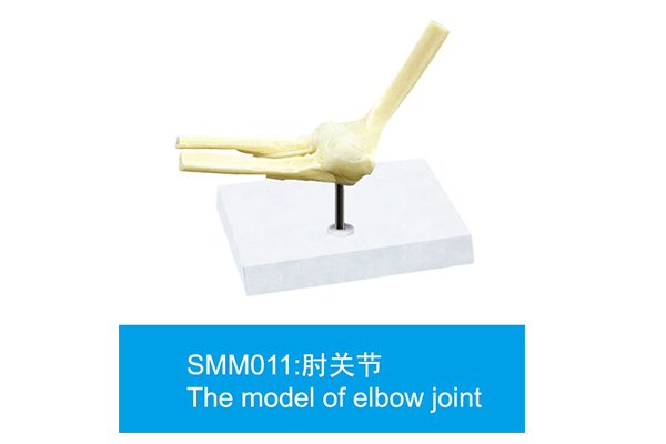 SMM011：肘关节
