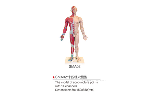 SMA02 The model of acupuncture points with 14 channels