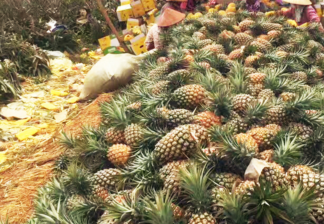 Taiwan pineapple base