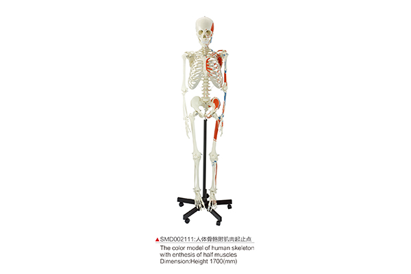 SM02111  人体骨骼附肌肉起止点