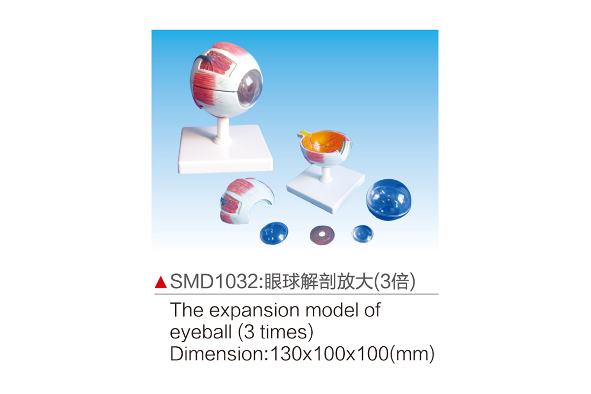 SMD1032：眼球解剖放大（3倍）