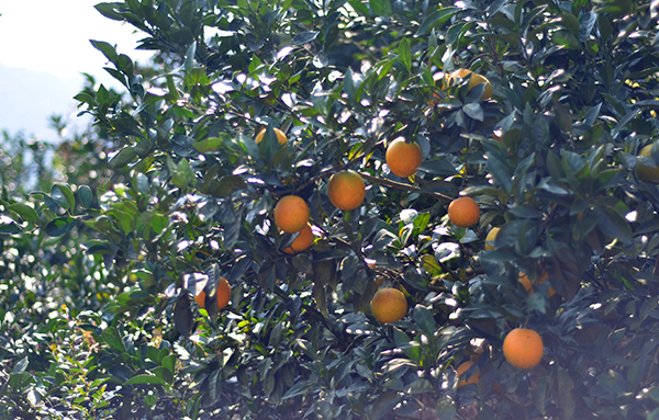柑橘营养方案