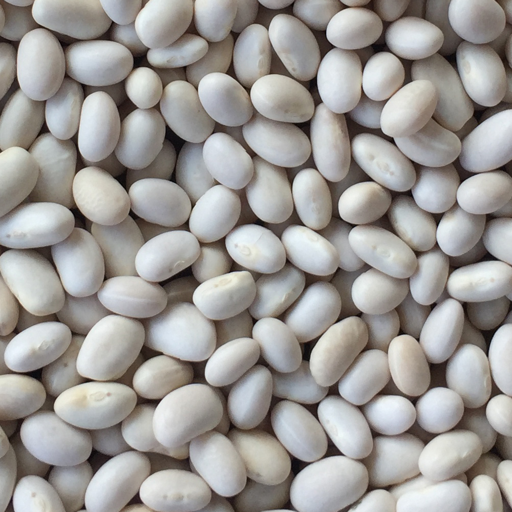 Small White Bean