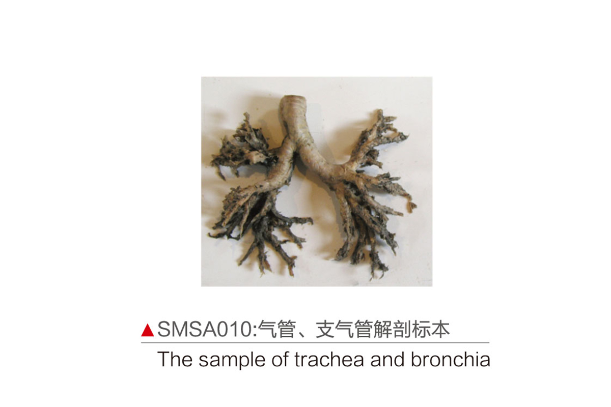 SMSA010:气管、支气管解剖标本