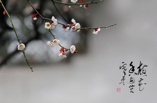 Plum blossom from the bitter cold